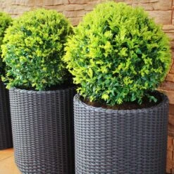 Dwarf English Boxwood Shrub -Garden Supplies Sales Store English Boxwood 8 BB