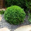 Dwarf English Boxwood Shrub