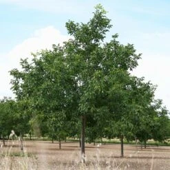 Carpathian English Walnut Tree 8 Carpathian English Walnut Tree -Garden Supplies Sales Store English Carpathian Walnut 3 BB