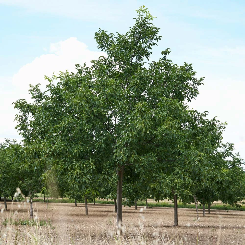 Carpathian English Walnut Tree 4 Carpathian English Walnut Tree - Image 4