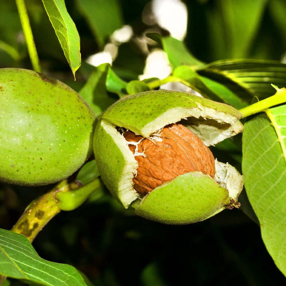 Carpathian English Walnut Tree 2 Carpathian English Walnut Tree - Image 2