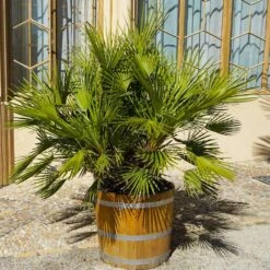 European Fan Palm Tree -Garden Supplies Sales Store European Fan Palm 4 BB
