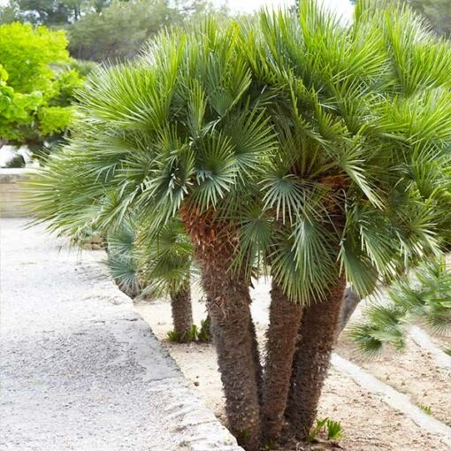 European Fan Palm Tree -Garden Supplies Sales Store European Fan Palm BB 600x600 f4563216 87fd 48fa 98a1 e9c88fa18a9d