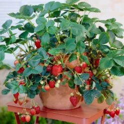 Everbearing Strawberry Plant -Garden Supplies Sales Store Everbearing Strawberry 8
