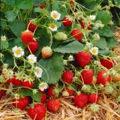 Everbearing Strawberry Plant -Garden Supplies Sales Store Everbearing Strawberry 9