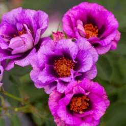 Eyeconic® Plum Lemonade Rose 6 Eyeconic® Plum Lemonade Rose -Garden Supplies Sales Store Eyeconic Plum Lemonade Rose 2