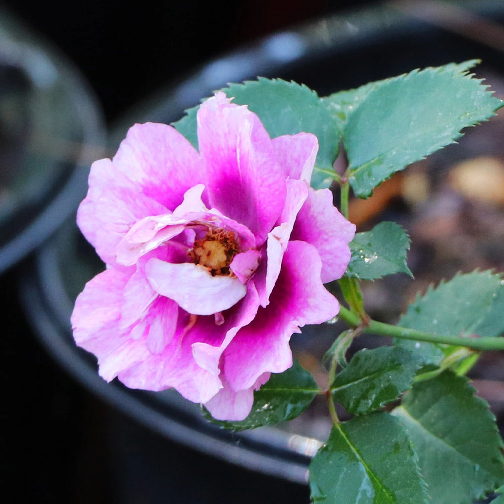 Eyeconic® Plum Lemonade Rose 4 Eyeconic® Plum Lemonade Rose - Image 4