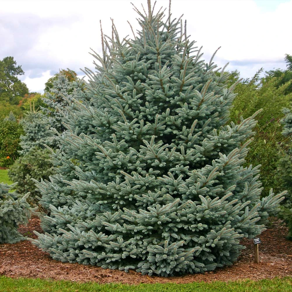 Fat Albert Colorado Blue Spruce 2 Fat Albert Colorado Blue Spruce - Image 2