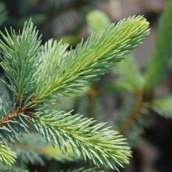 Fat Albert Colorado Blue Spruce 8 Fat Albert Colorado Blue Spruce -Garden Supplies Sales Store Fat albert Blue Spruce 2