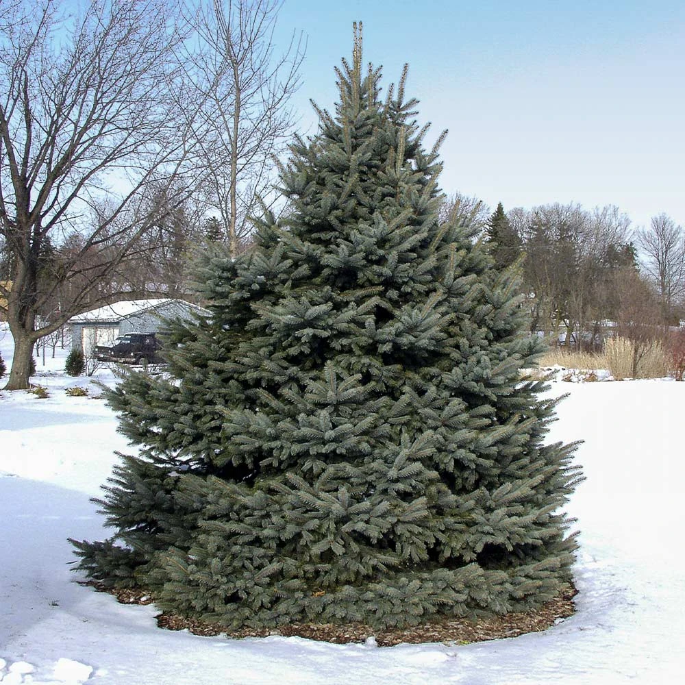 Fat Albert Colorado Blue Spruce 5 Fat Albert Colorado Blue Spruce - Image 5