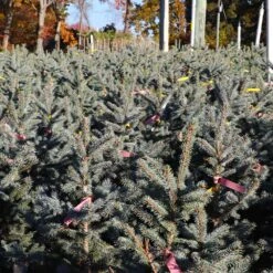Fat Albert Colorado Blue Spruce 7 Fat Albert Colorado Blue Spruce -Garden Supplies Sales Store Fat albert Blue Spruce 6 BB