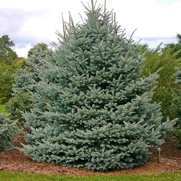 Fat Albert Colorado Blue Spruce 1 Fat Albert Colorado Blue Spruce