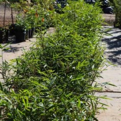 Fernleaf Bamboo 7 Fernleaf Bamboo -Garden Supplies Sales Store Fernleaf Multiplex Bamboo 5 BB