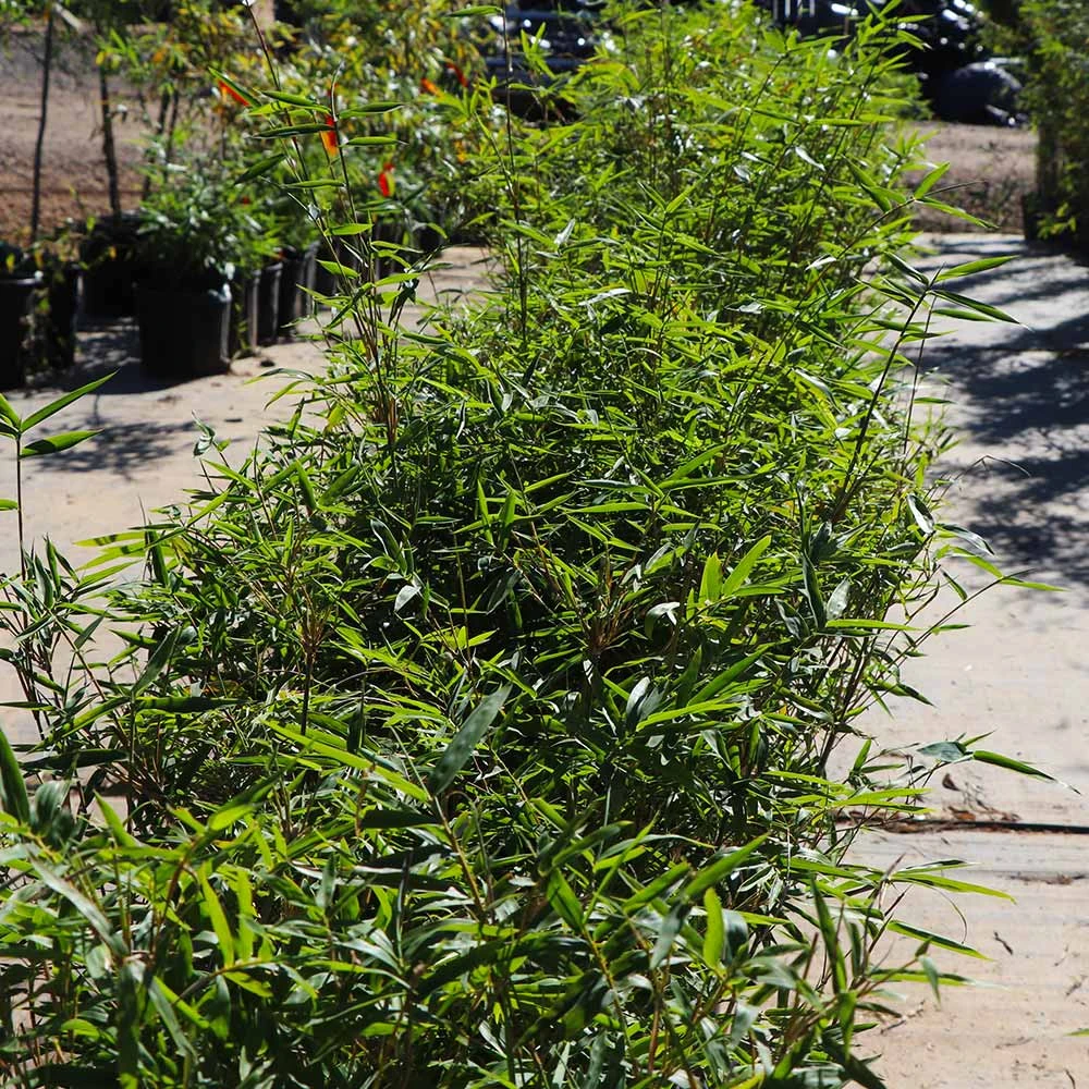 Fernleaf Bamboo 4 Fernleaf Bamboo - Image 4