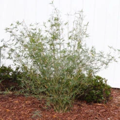 Fernleaf Bamboo 6 Fernleaf Bamboo -Garden Supplies Sales Store FernleafMultiplexBamboo 1