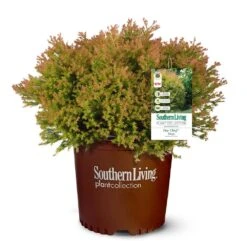 Fire Chief™ Thuja Shrub -Garden Supplies Sales Store Fire Chief Arborvitae 5