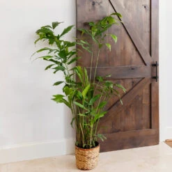 Fishtail Palm -Garden Supplies Sales Store Fishtail Palm 11 BB