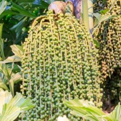 Fishtail Palm -Garden Supplies Sales Store Fishtail Palm 4