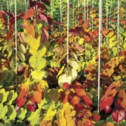 Flame Thrower® Redbud Tree -Garden Supplies Sales Store Flame Thrower Redbud 6