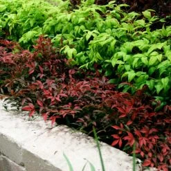 Flirt™ Nandina Bush 8 Flirt™ Nandina Bush -Garden Supplies Sales Store Flirt Nandina BB 2