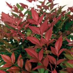 Flirt™ Nandina Bush 9 Flirt™ Nandina Bush -Garden Supplies Sales Store Flirt Nandina BB 3