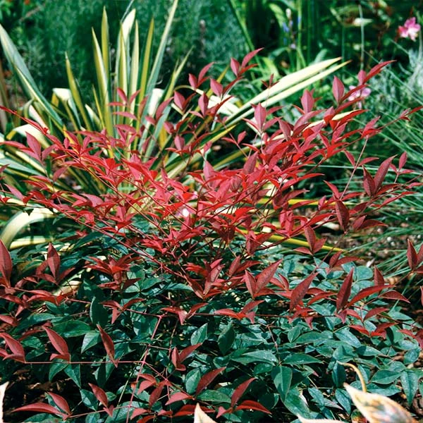 Flirt™ Nandina Bush 1 Flirt™ Nandina Bush