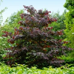 Forest Pansy Redbud Tree -Garden Supplies Sales Store Forest Pansy Redbud 4