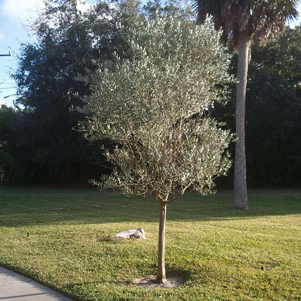 Italian Olive Tree 1 Italian Olive Tree
