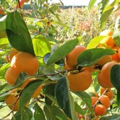 Fuyu Persimmon Tree -Garden Supplies Sales Store Fuyu Persimmon 4