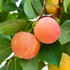 Giant Fuyu Persimmon Tree -Garden Supplies Sales Store Giant Persimmon 1