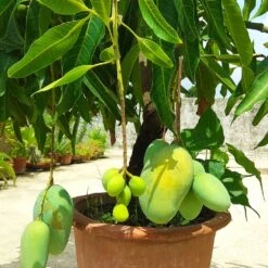 Glenn Mango Tree -Garden Supplies Sales Store Glenn Mango 1 BB