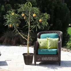 Glenn Mango Tree -Garden Supplies Sales Store Glenn Mango 8 BB