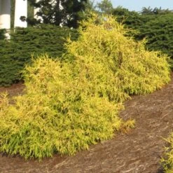 Garden Supplies Sales Store -Garden Supplies Sales Store Gold Mop Cypress 1 BB