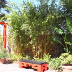 Golden Bamboo Plant -Garden Supplies Sales Store Golden Bamboo 8 BB