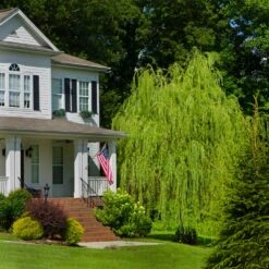 'Golden Curls' Corkscrew Willow Tree -Garden Supplies Sales Store Golden Curls Willow 4