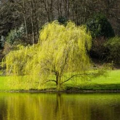 'Golden Curls' Corkscrew Willow Tree -Garden Supplies Sales Store Golden Curls Willow 5