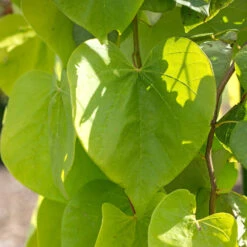 Golden Falls® Redbud Tree -Garden Supplies Sales Store Golden Falls Redbud 2