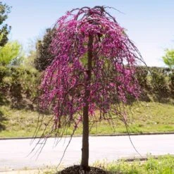 Golden Falls® Redbud Tree -Garden Supplies Sales Store Golden Falls Redbud 4