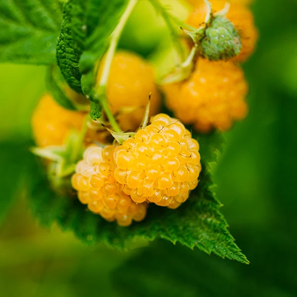Golden Raspberry Plant 1 Golden Raspberry Plant