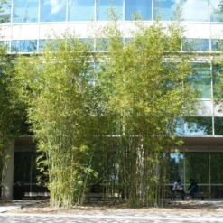 Graceful Bamboo -Garden Supplies Sales Store Graceful Bamboo 2