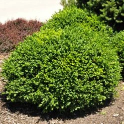 Green Velvet Boxwood Shrub 8 Green Velvet Boxwood Shrub -Garden Supplies Sales Store Green Velvet Boxwood 3 BB