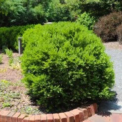 Green Velvet Boxwood Shrub 9 Green Velvet Boxwood Shrub -Garden Supplies Sales Store Green Velvet Boxwood 6 BB
