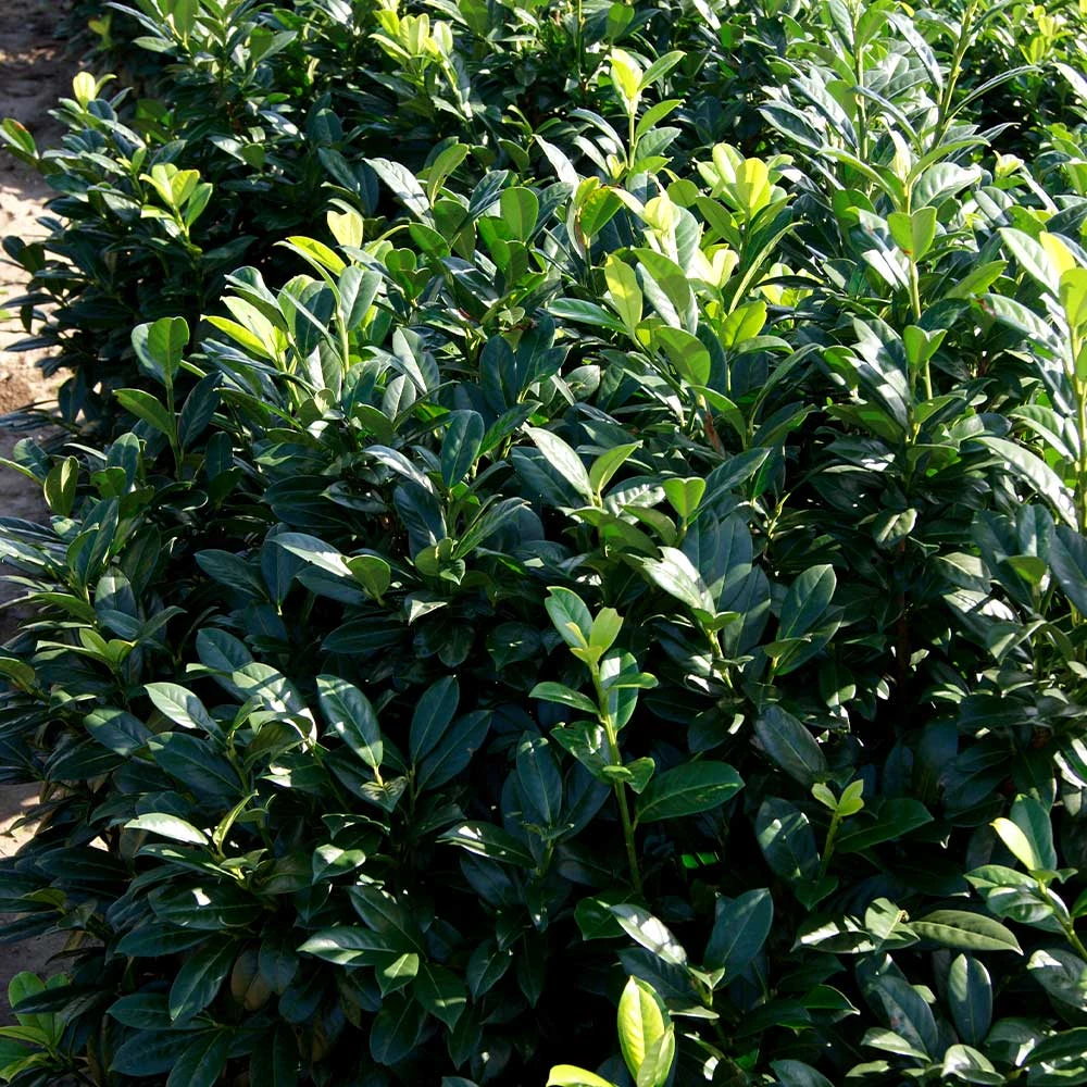 Greenfinity Cherry Laurel 2 Greenfinity Cherry Laurel - Image 2