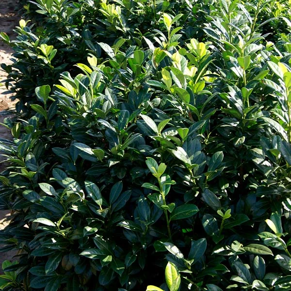 Greenfinity Cherry Laurel 1 Greenfinity Cherry Laurel