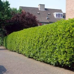 Greenfinity Cherry Laurel 6 Greenfinity Cherry Laurel -Garden Supplies Sales Store Greenfinity Laurel 3 FGT