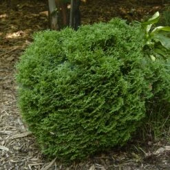 Hetz Midget Arborvitae Shrub 7 Hetz Midget Arborvitae Shrub -Garden Supplies Sales Store Hetz Midget Thuja 1