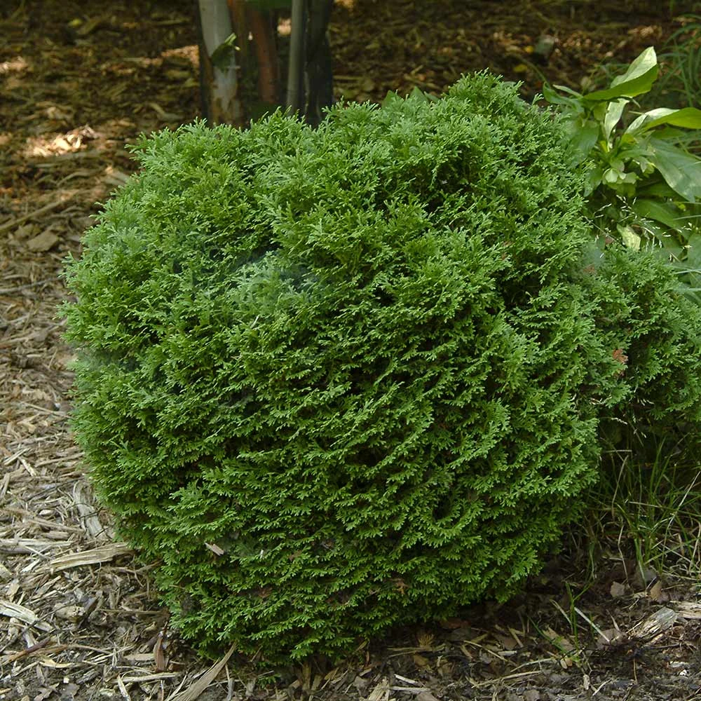 Hetz Midget Arborvitae Shrub 3 Hetz Midget Arborvitae Shrub - Image 3