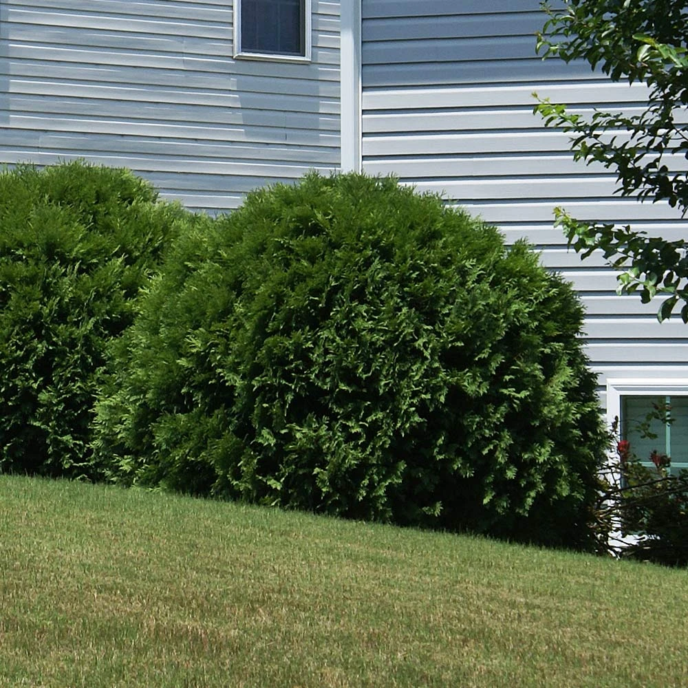 Hetz Midget Arborvitae Shrub 2 Hetz Midget Arborvitae Shrub - Image 2
