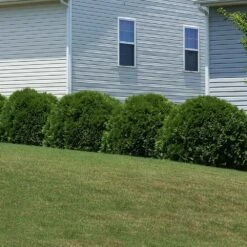 Hetz Midget Arborvitae Shrub 9 Hetz Midget Arborvitae Shrub -Garden Supplies Sales Store Hetz Midget Thuja 6