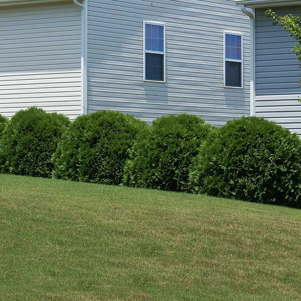 Hetz Midget Arborvitae Shrub 5 Hetz Midget Arborvitae Shrub - Image 5